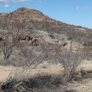 Courtland