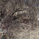 Harshaw Cemetery