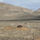 Gold Point Nevada