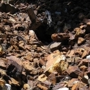 Yellow Metal Mine